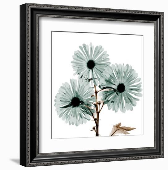 Chrysanthemum Love-Albert Koetsier-Framed Art Print