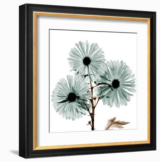 Chrysanthemum Love-Albert Koetsier-Framed Art Print