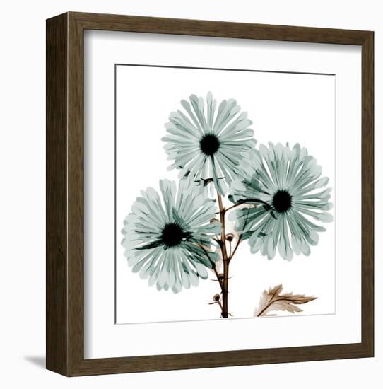 Chrysanthemum Love-Albert Koetsier-Framed Art Print