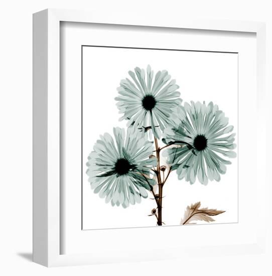 Chrysanthemum Love-Albert Koetsier-Framed Art Print