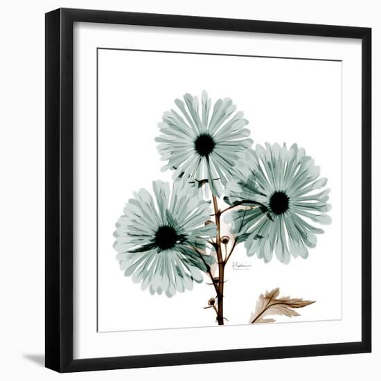 Chrysanthemum Love-Albert Koetsier-Framed Photographic Print