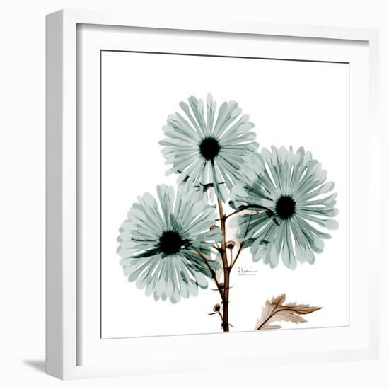 Chrysanthemum Love-Albert Koetsier-Framed Photographic Print