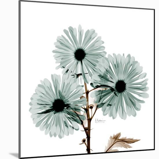 Chrysanthemum Love-Albert Koetsier-Mounted Photographic Print