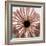Chrysanthemum Marsala-Albert Koetsier-Framed Premium Giclee Print