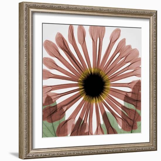 Chrysanthemum Marsala-Albert Koetsier-Framed Premium Giclee Print