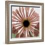 Chrysanthemum Marsala-Albert Koetsier-Framed Art Print