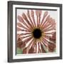 Chrysanthemum Marsala-Albert Koetsier-Framed Art Print
