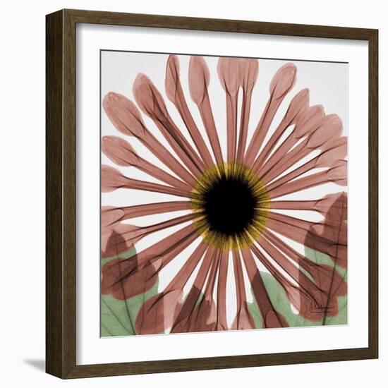 Chrysanthemum Marsala-Albert Koetsier-Framed Art Print