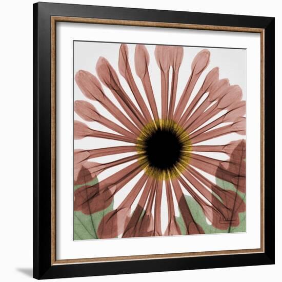 Chrysanthemum Marsala-Albert Koetsier-Framed Art Print