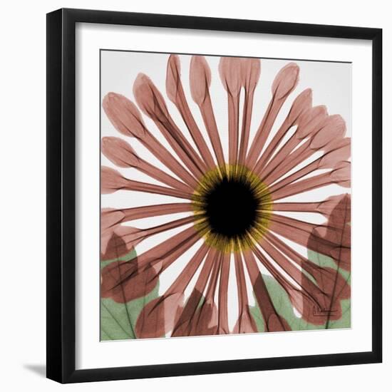 Chrysanthemum Marsala-Albert Koetsier-Framed Art Print