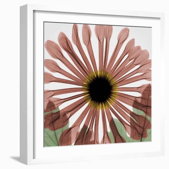 Chrysanthemum Marsala-Albert Koetsier-Framed Art Print