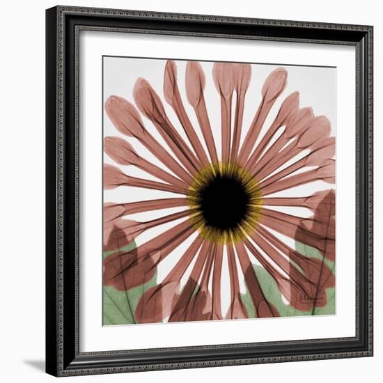 Chrysanthemum Marsala-Albert Koetsier-Framed Art Print