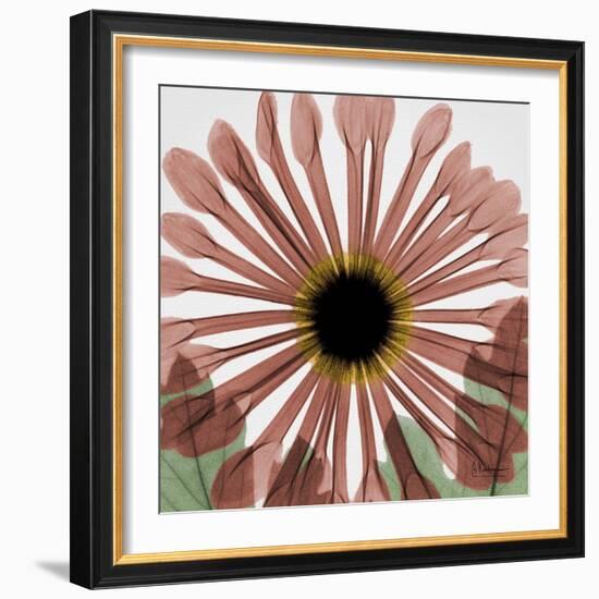 Chrysanthemum Marsala-Albert Koetsier-Framed Art Print