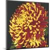 Chrysanthemum, no. 2-Elizabeth Hellman-Mounted Giclee Print