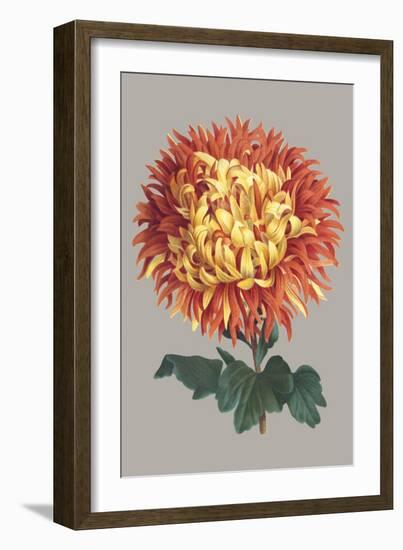 Chrysanthemum on Gray I-Vision Studio-Framed Art Print