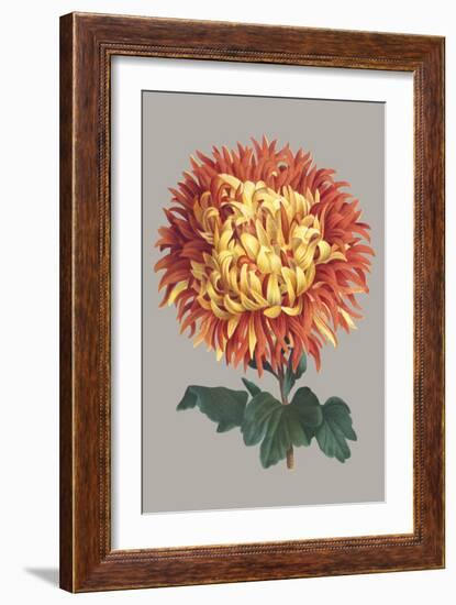 Chrysanthemum on Gray I-Vision Studio-Framed Art Print