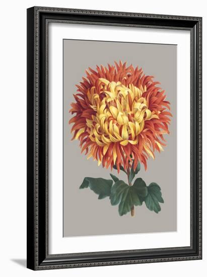 Chrysanthemum on Gray I-Vision Studio-Framed Art Print