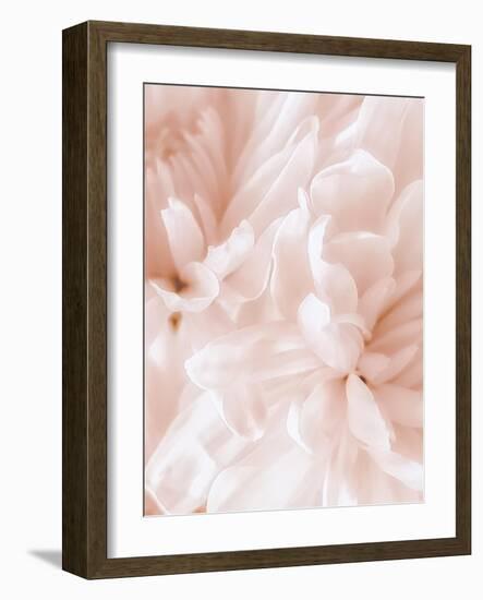 Chrysanthemum Pale Sepia II-David Pollard-Framed Art Print