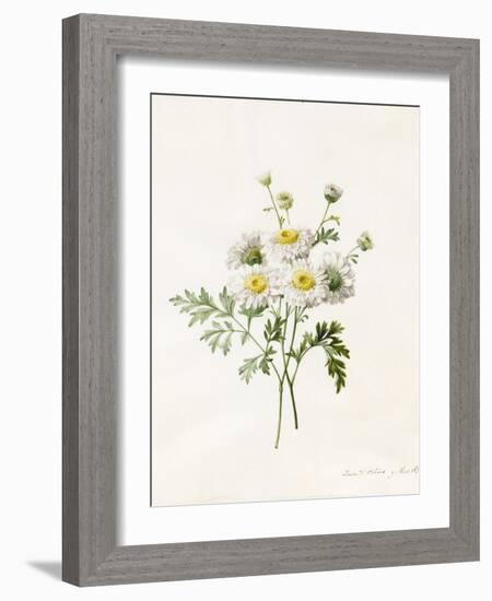 Chrysanthemum Parthenium (Batchelors Buttons), 1831 (W/C with Some Bodycolour on Vellum)-Louise D'Orleans-Framed Giclee Print