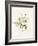 Chrysanthemum Parthenium (Batchelors Buttons), 1831 (W/C with Some Bodycolour on Vellum)-Louise D'Orleans-Framed Giclee Print