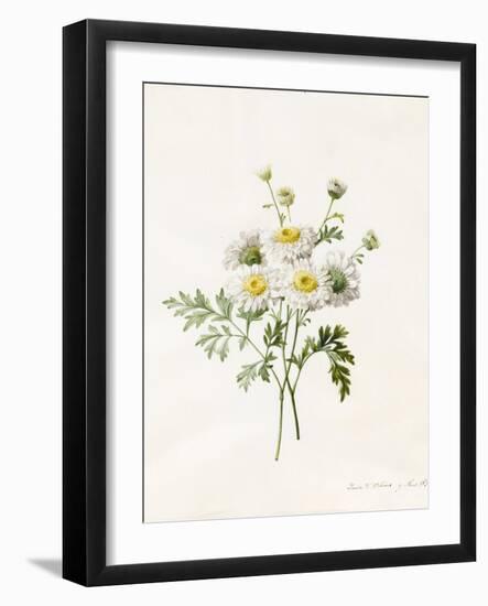 Chrysanthemum Parthenium (Batchelors Buttons), 1831 (W/C with Some Bodycolour on Vellum)-Louise D'Orleans-Framed Giclee Print