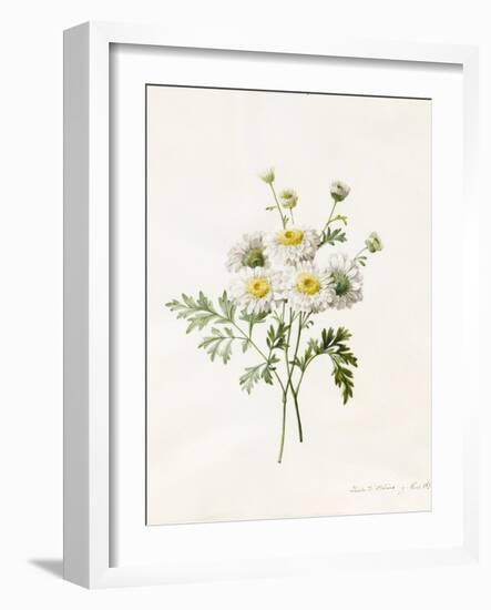 Chrysanthemum Parthenium (Batchelors Buttons), 1831 (W/C with Some Bodycolour on Vellum)-Louise D'Orleans-Framed Giclee Print