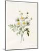 Chrysanthemum Parthenium (Batchelors Buttons), 1831 (W/C with Some Bodycolour on Vellum)-Louise D'Orleans-Mounted Giclee Print