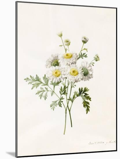 Chrysanthemum Parthenium (Batchelors Buttons), 1831 (W/C with Some Bodycolour on Vellum)-Louise D'Orleans-Mounted Giclee Print