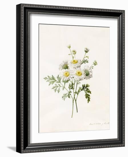 Chrysanthemum Parthenium (Batchelors Buttons), 1831 (W/C with Some Bodycolour on Vellum)-Louise D'Orleans-Framed Giclee Print