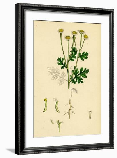 Chrysanthemum Parthenium Common Feverfew-null-Framed Giclee Print