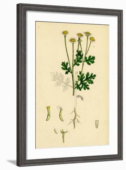 Chrysanthemum Parthenium Common Feverfew-null-Framed Giclee Print