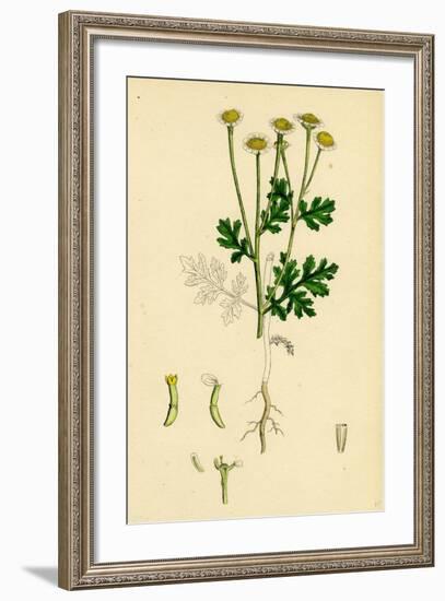 Chrysanthemum Parthenium Common Feverfew-null-Framed Giclee Print