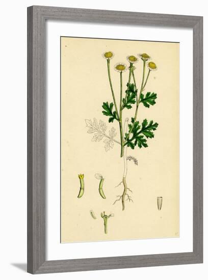 Chrysanthemum Parthenium Common Feverfew-null-Framed Giclee Print