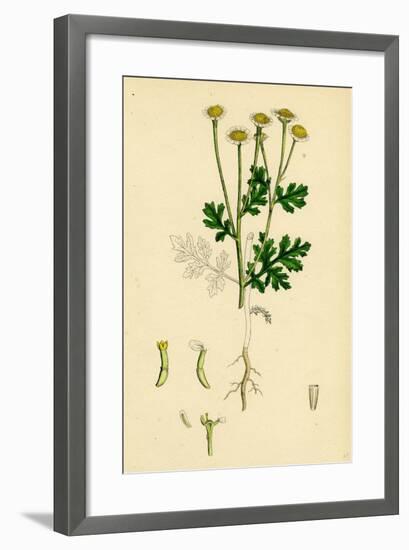 Chrysanthemum Parthenium Common Feverfew-null-Framed Giclee Print