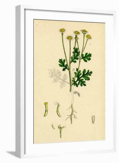 Chrysanthemum Parthenium Common Feverfew-null-Framed Giclee Print