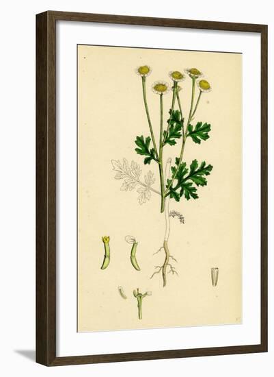 Chrysanthemum Parthenium Common Feverfew-null-Framed Giclee Print