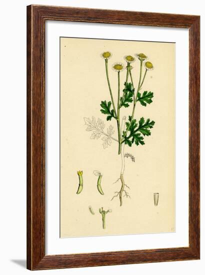 Chrysanthemum Parthenium Common Feverfew-null-Framed Giclee Print