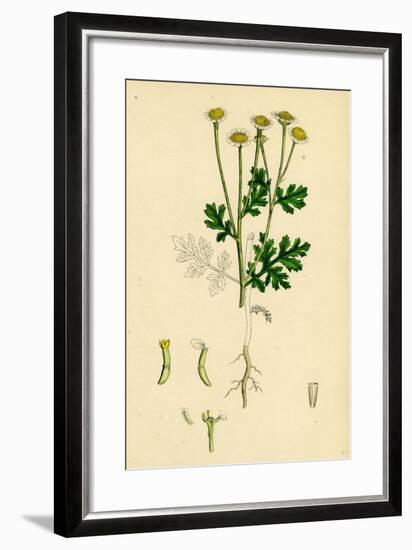 Chrysanthemum Parthenium Common Feverfew-null-Framed Giclee Print