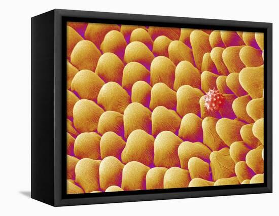 Chrysanthemum petal-Micro Discovery-Framed Premier Image Canvas