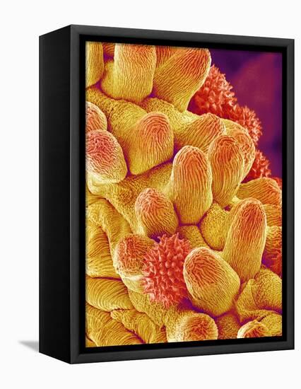 Chrysanthemum petal-Micro Discovery-Framed Premier Image Canvas