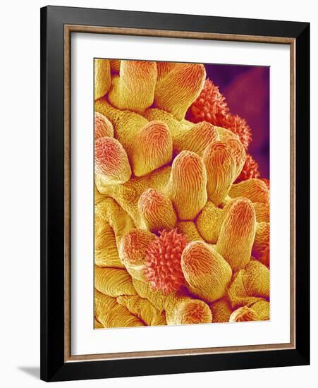 Chrysanthemum petal-Micro Discovery-Framed Photographic Print