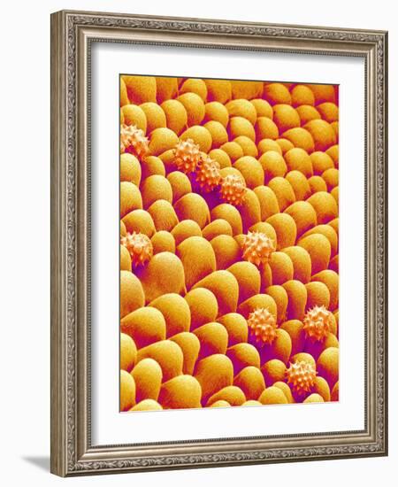 Chrysanthemum petal-Micro Discovery-Framed Photographic Print