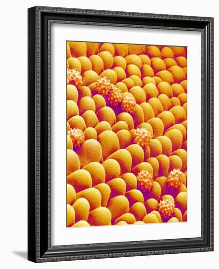 Chrysanthemum petal-Micro Discovery-Framed Photographic Print