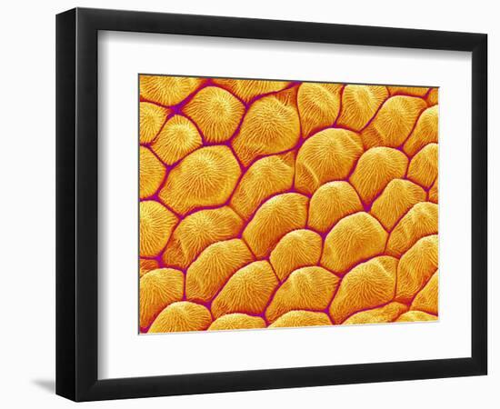 Chrysanthemum petal-Micro Discovery-Framed Photographic Print