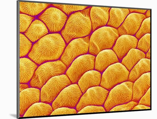 Chrysanthemum petal-Micro Discovery-Mounted Photographic Print