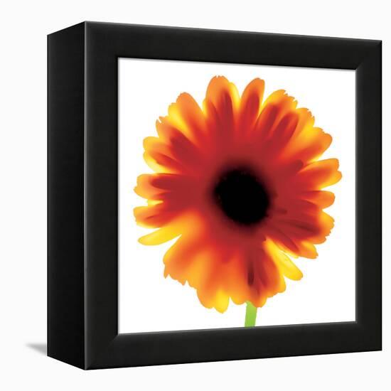 Chrysanthemum Photo I-unknown unknown-Framed Stretched Canvas