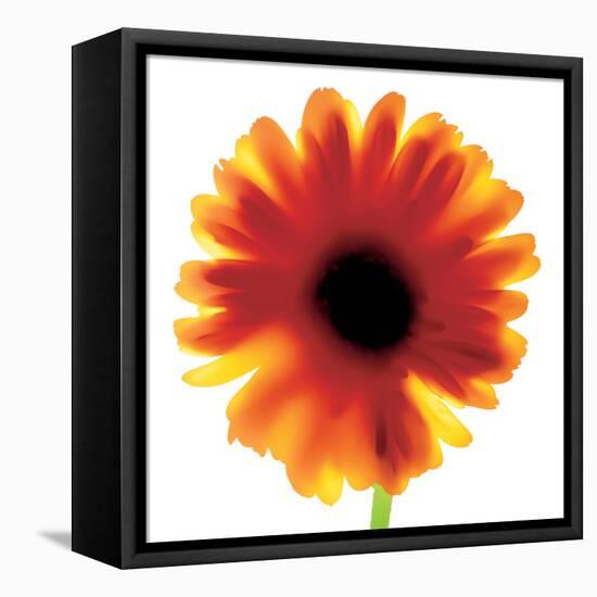 Chrysanthemum Photo I-unknown unknown-Framed Stretched Canvas