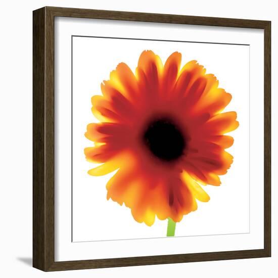 Chrysanthemum Photo I-unknown unknown-Framed Photo