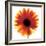 Chrysanthemum Photo I-unknown unknown-Framed Photo