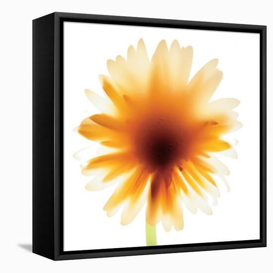 Chrysanthemum Photo III-unknown unknown-Framed Stretched Canvas